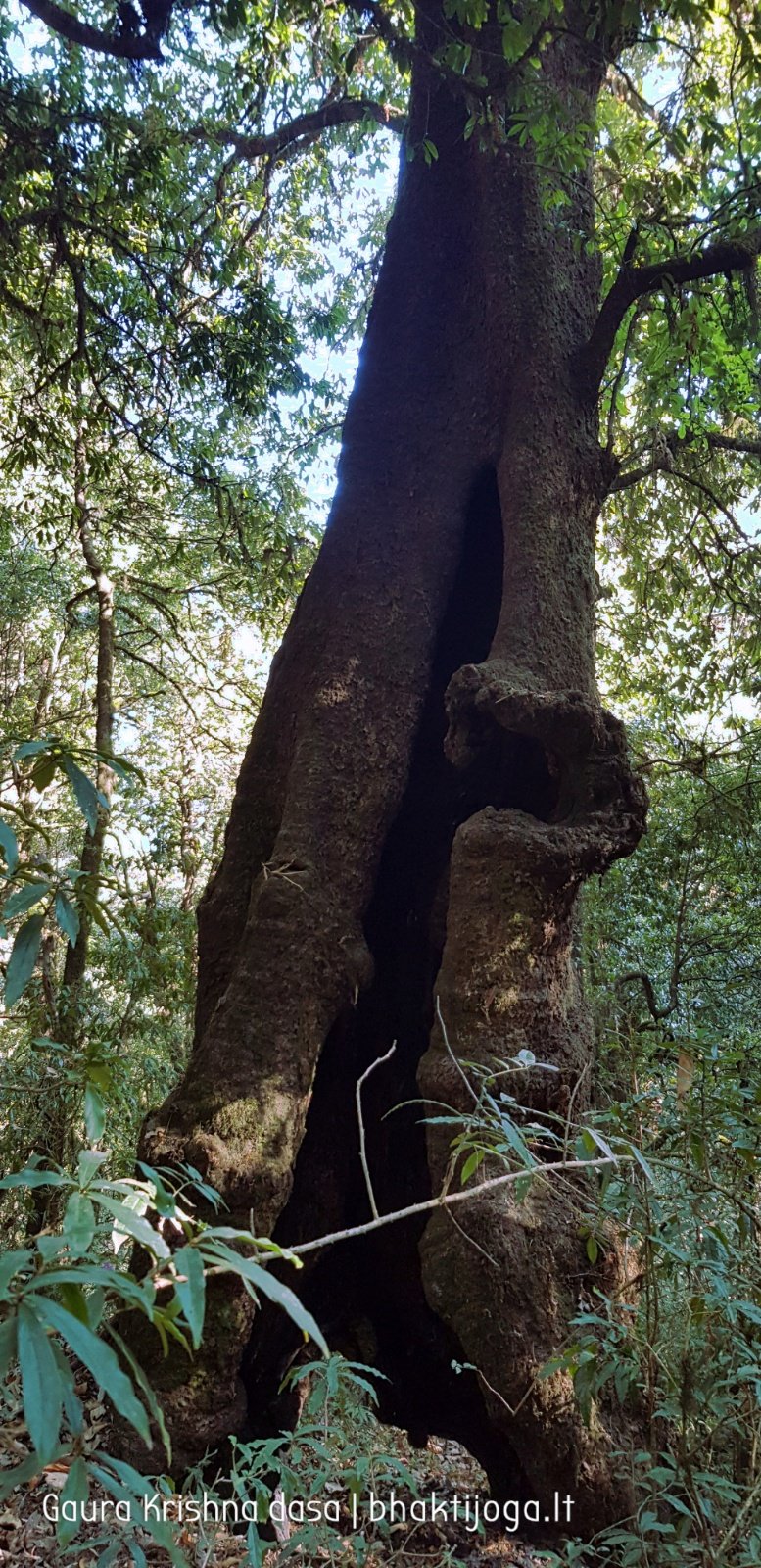  Trees. Shivapuri mountain. Kathmandu. 2019.01.15